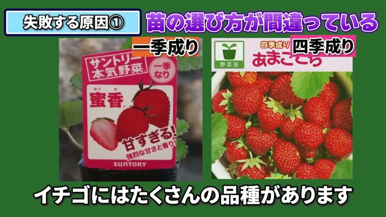 一季成りと四季成りのイチゴ苗を比較する動画画像