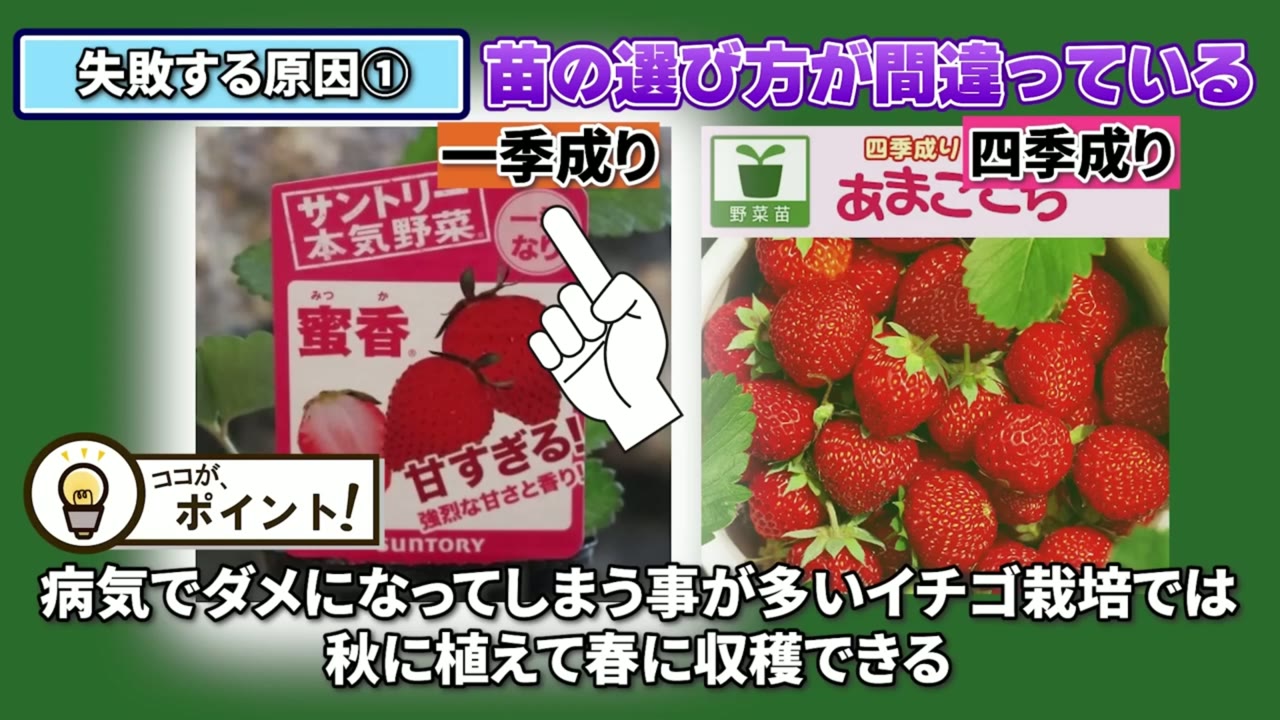 一季成りのイチゴは秋植えがおすすめと説明する動画画像