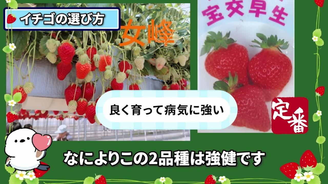 初心者向けのイチゴ品種として宝交早生と女峰を紹介する動画画像