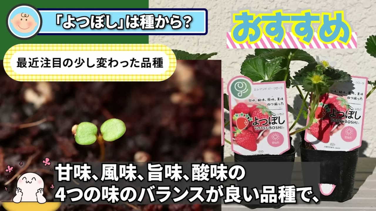 種子繁殖型イチゴのよつぼしを紹介する動画画像