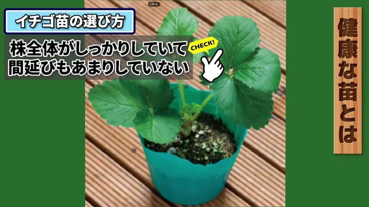 葉色とツヤとクラウンを見て健康なイチゴ苗を選ぶ動画画像