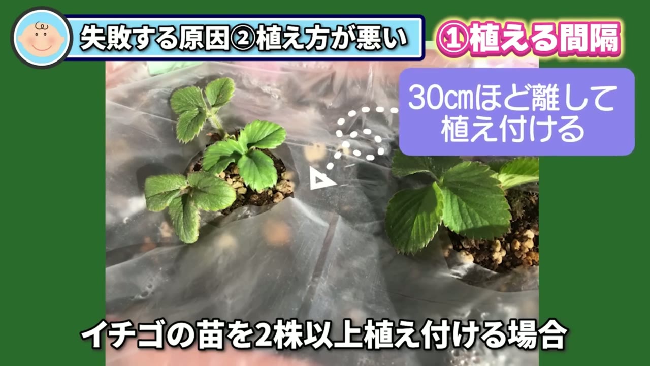 イチゴ苗同士を30センチほど離して植える株間の動画画像