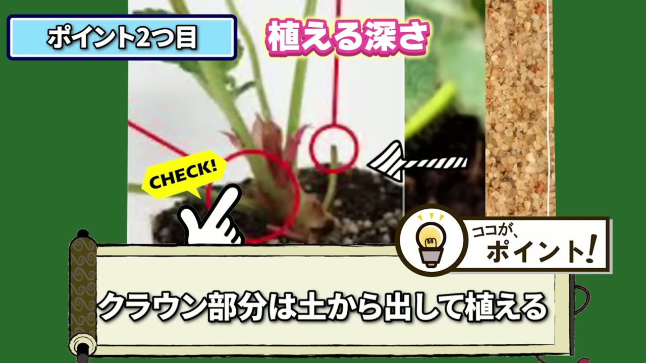 イチゴ苗のクラウンを土へ埋めない植え付け深さの動画画像