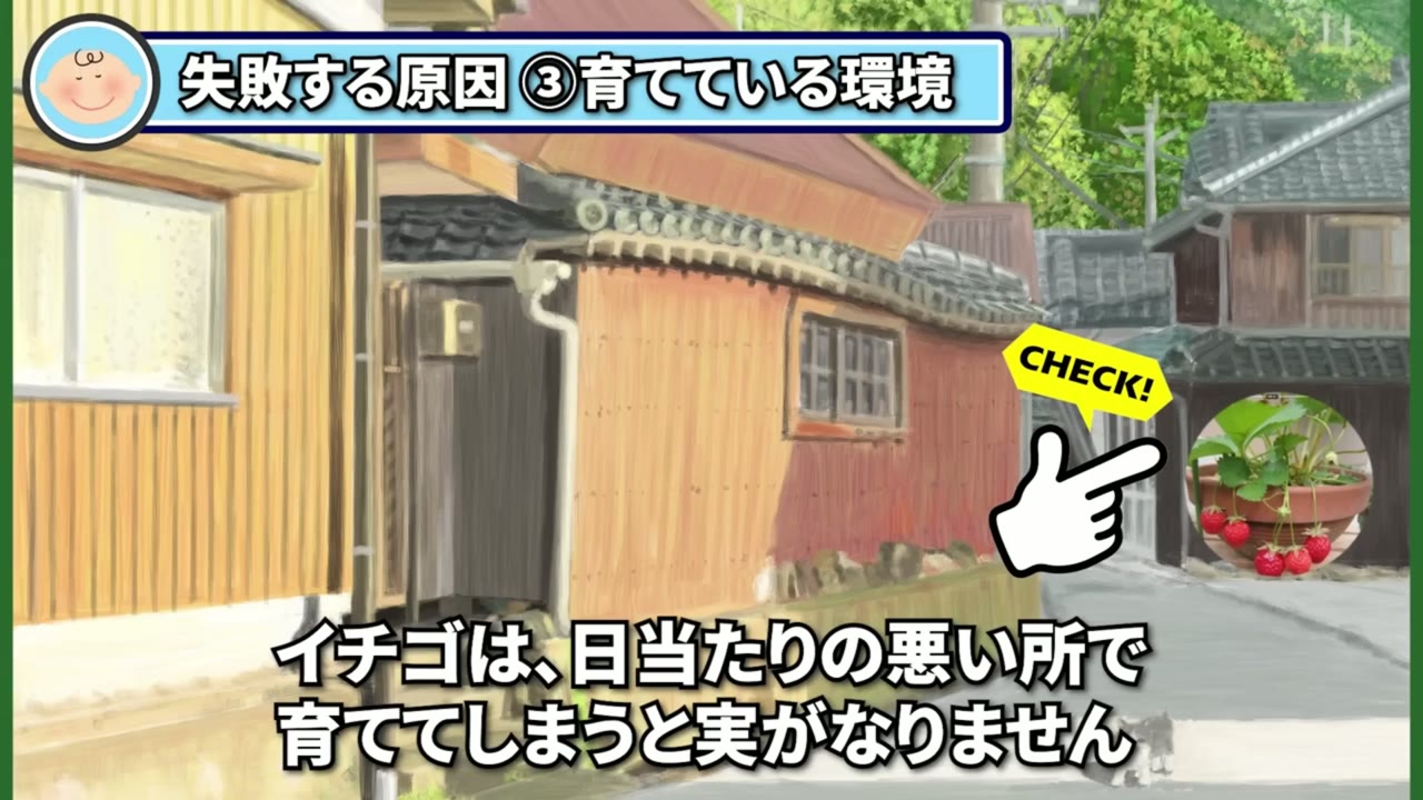 イチゴを半日以上日が当たる場所で育てると説明する動画画像
