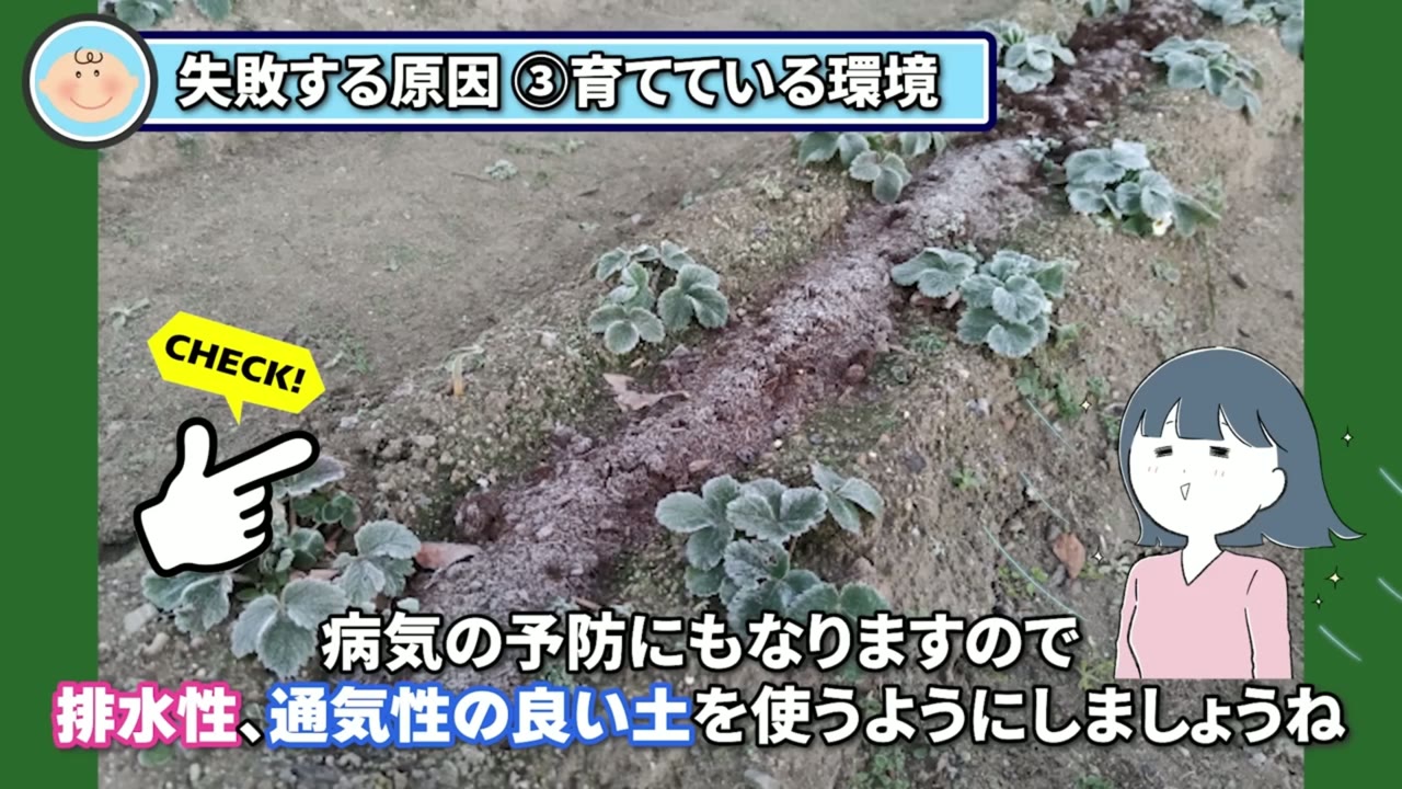 畝を作ってイチゴ栽培の排水性と通気性を確保する動画画像