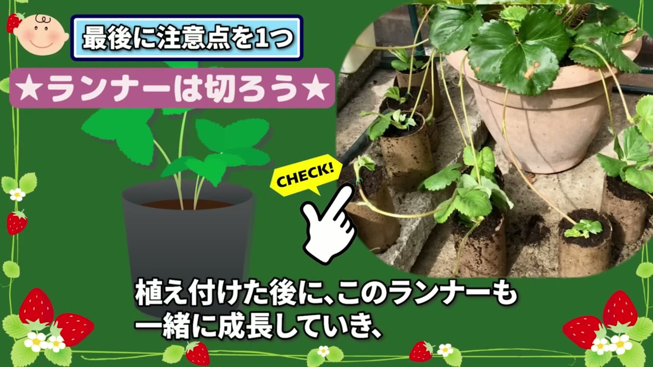 イチゴの収穫まではランナーを切ると説明する動画画像