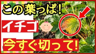 イチゴの古い葉を今すぐ切る葉かきのタイミングを伝えるアイキャッチ