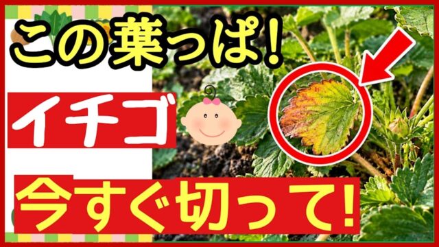 イチゴの古い葉を今すぐ切る葉かきのタイミングを伝えるアイキャッチ