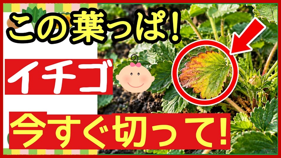 イチゴの古い葉を今すぐ切る葉かきのタイミングを伝えるアイキャッチ