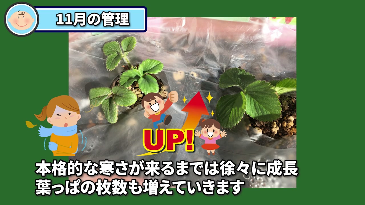 秋に植えたイチゴの葉が増えてきた株
