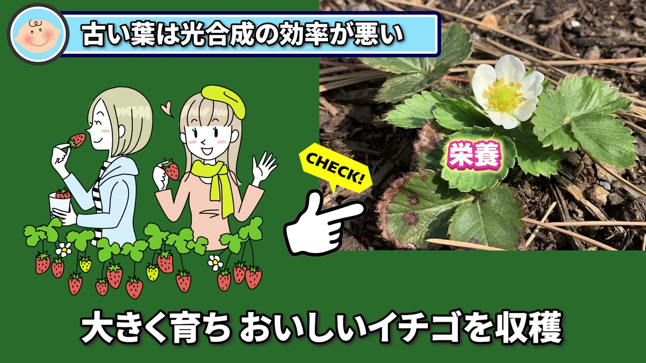 イチゴの古い葉に害虫が隠れやすいことを示す動画画像