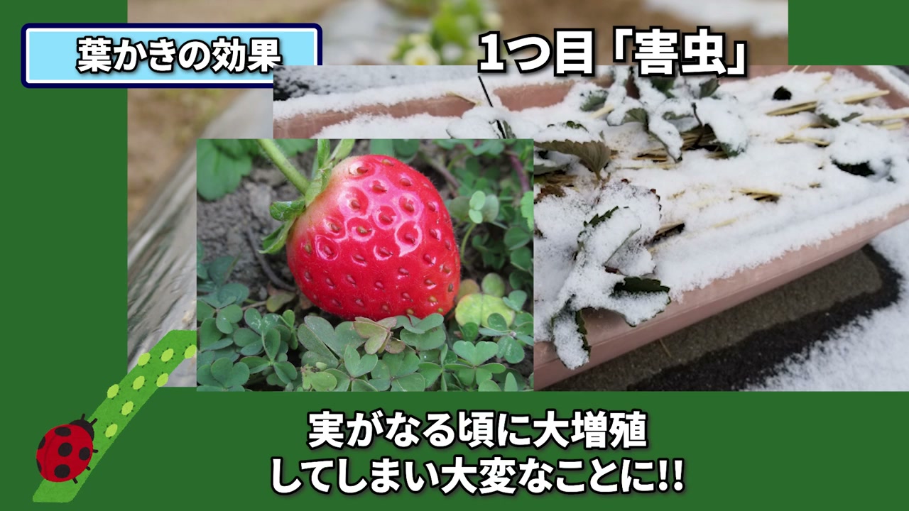 イチゴの古い葉を残す病気のリスクを示す動画画像