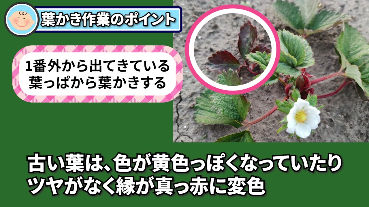 イチゴ株の一番外側にある古い葉の見分け方