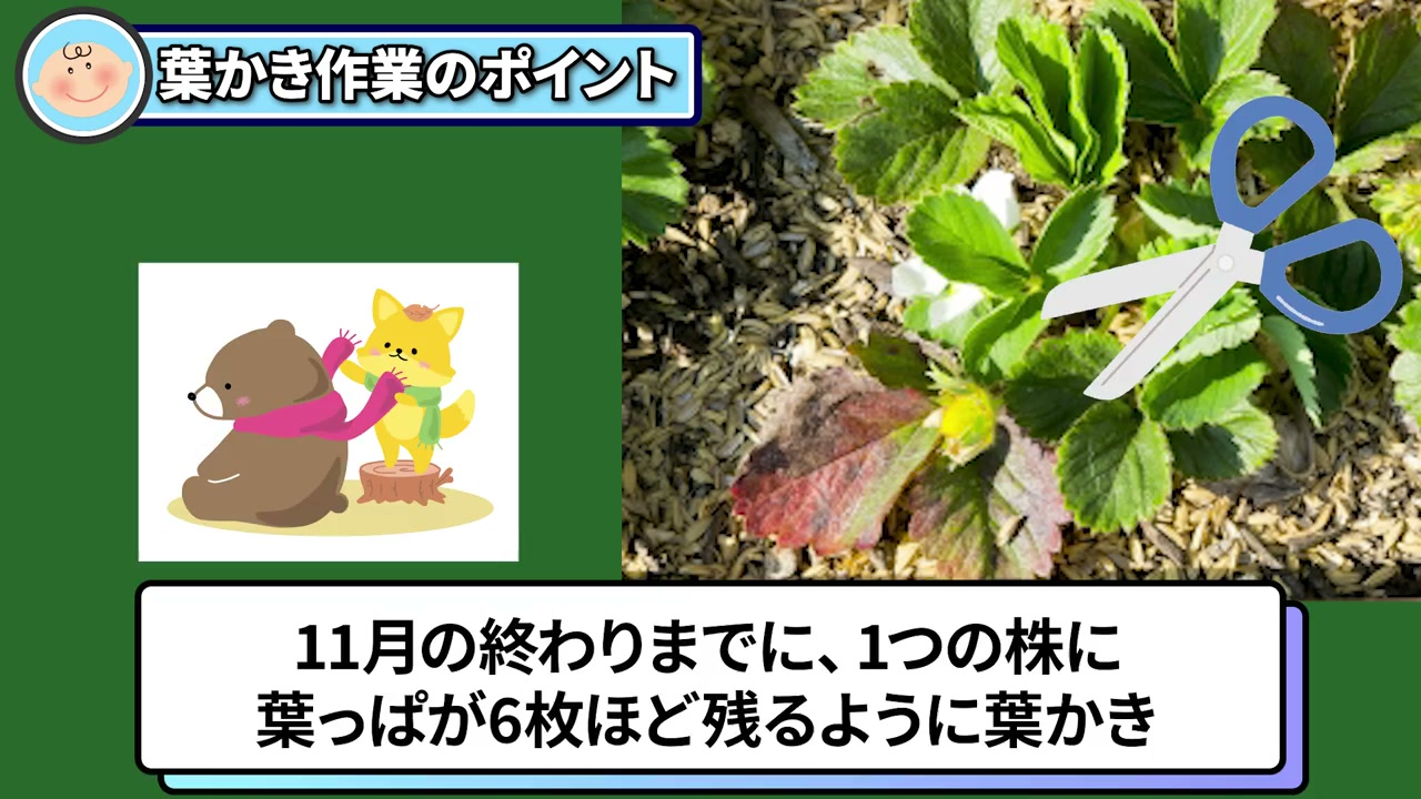 イチゴの古い葉を葉柄の付け根からハサミで切る実演
