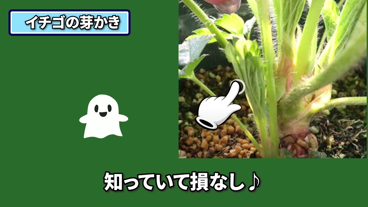 一芽のイチゴ株に葉を6枚ほど残す冬越し前の目安