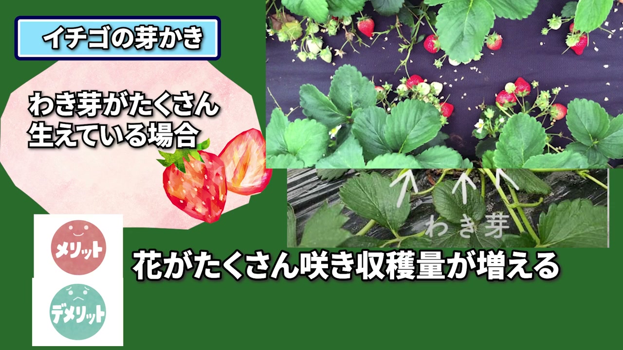 イチゴのクラウンの横から伸びるわき芽の位置