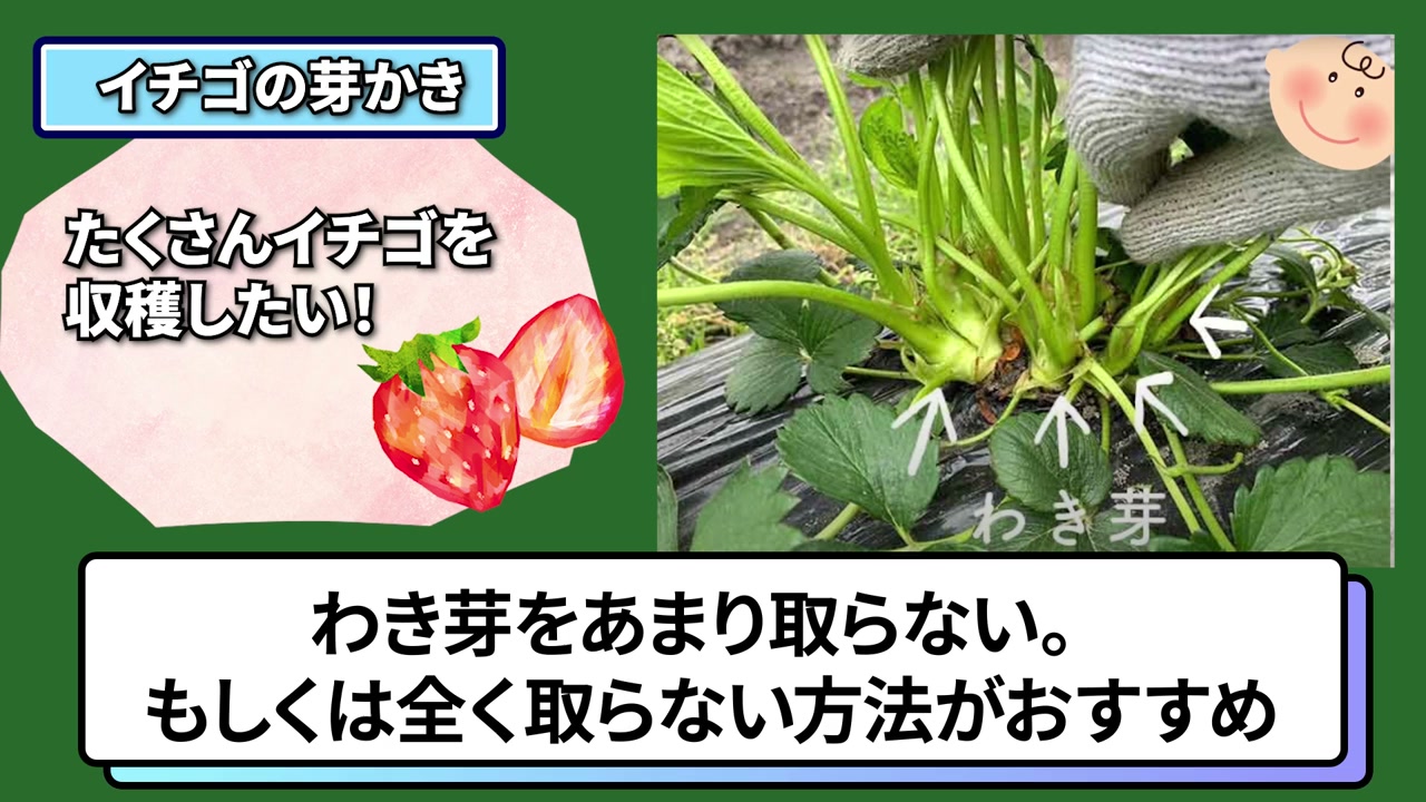 大きなイチゴを優先してわき芽を1本から2本残す判断