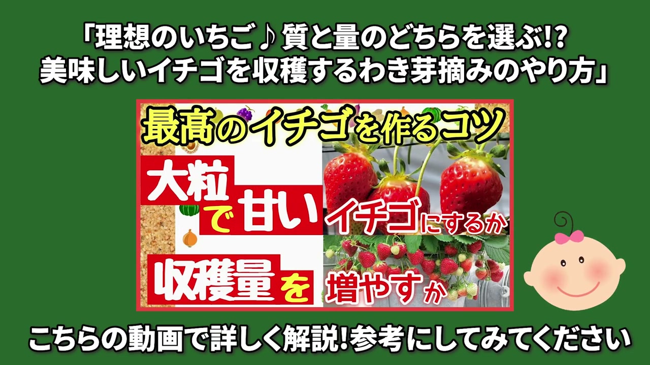イチゴの収穫数を優先してわき芽を多めに残す判断