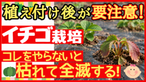 植え付け後のイチゴ栽培で注意することを伝えるアイキャッチ