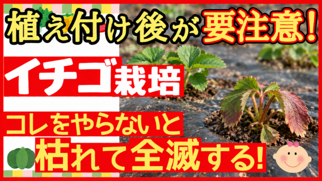 植え付け後のイチゴ栽培で注意することを伝えるアイキャッチ