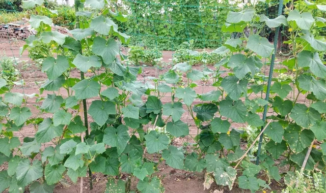 複数株のつる性野菜を支える棚支柱の実写