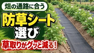 畑の通路に合う防草シートを選び草取りを減らす記事のアイキャッチ
