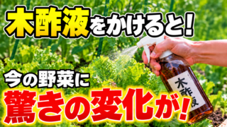 木酢液をかけると！今の野菜に驚きの変化が！